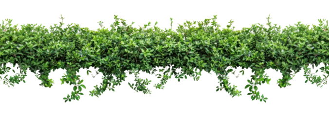 PNG Cosmos bush background leaves plant.