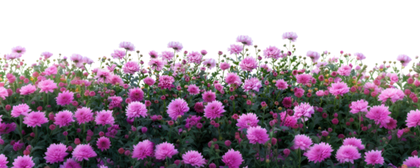 PNG Chrysanthemum bush background flowers garden.