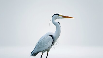 Fototapeta premium Majestic White Heron Stands Gracefully Against a Pale Sky Displaying its Long Neck and Sleek Feathers in a Serene Outdoor Setting