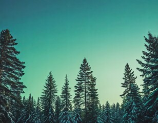 Fototapeta premium Majestic evergreen trees silhouetted against a clear teal sky in a winter wonderland.