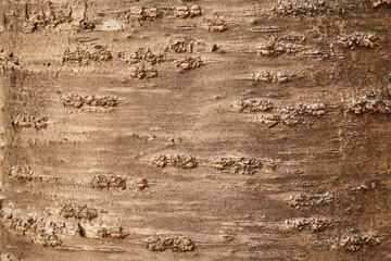 桜の幹の模様・自然素材の背景（背景テクスチャーシリーズ） © Tokuyiro