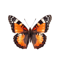 Fototapeta premium Real-looking small tortoiseshell butterfly