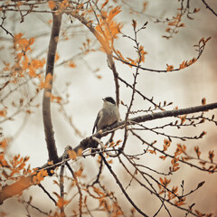 A bird sits on a tree branch with beautiful gold and orange leaves on an autumn day on a soft beige background