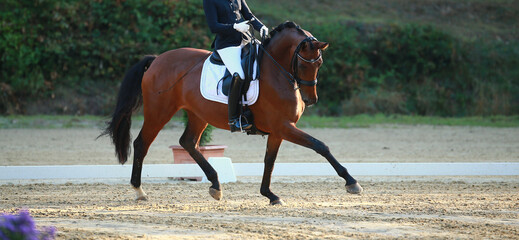 Horse, dressage horse during a test in the dressage arena.