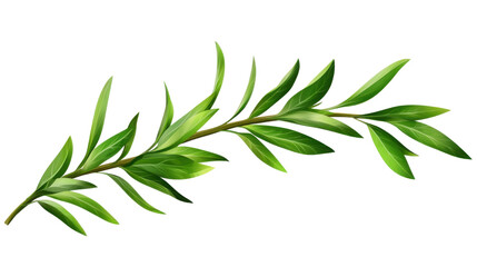 Fototapeta premium branch of rosemary isolated on transparent background