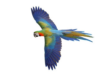 Colorful flying Catalina Macaw parrot isolated on transparent background png file	