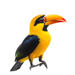 Obraz premium Saffron toucanet with golden yellow