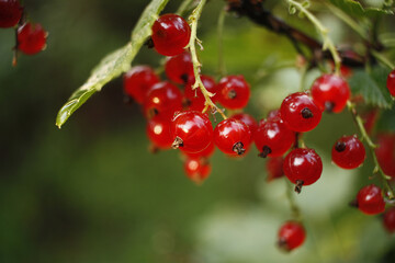 Red berries of a currant on a branch