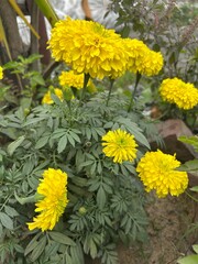 Marigold flowers blossom in the garden, lemon yellow and golden yellow marigold flowers.