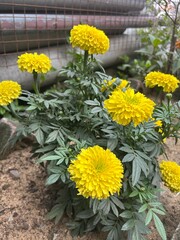 Marigold flowers blossom in the garden, lemon yellow and golden yellow marigold flowers.