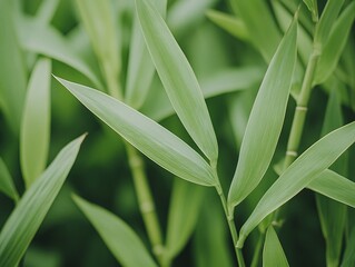 Obraz premium Bamboo leaves. Generative AI