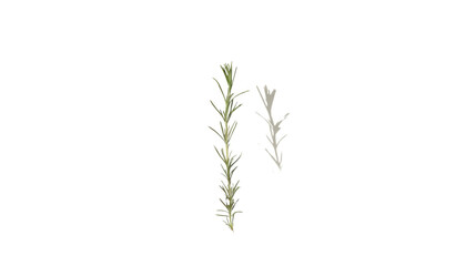 Obraz premium Sprig of rosemary with alpha channel for easy editing