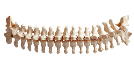 Spine Anatomy: a detailed view of the human spine against a clear backdrop, demonstrating the intricate structure of the skeletal system and conveying concepts of human health and biology.