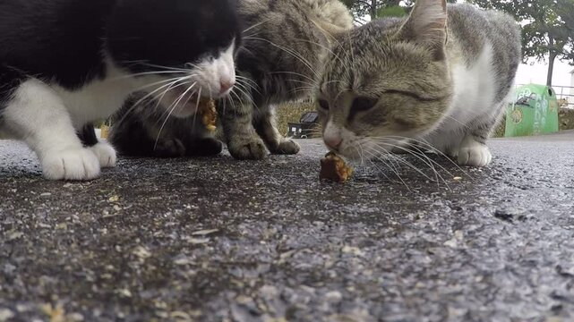 Tres Gastos comiendo una barrita de cereales, video primer plano