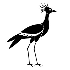 black and white bird