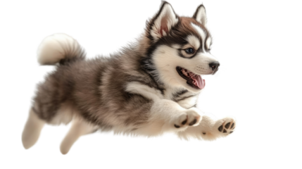 Husky Puppy in Motion: A captivating image of a playful Siberian Husky puppy mid-leap, showcasing its vibrant energy and adorable charm. Its expressive eyes, fluffy coat.