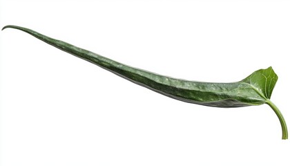 Fototapeta premium Long Green Leaf on White Background Isolated Botanical Element