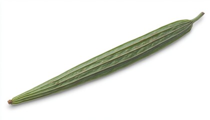 Fresh Long Green Vegetable with Grooves Displayed on White Background