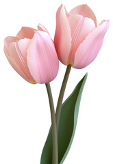 Fototapeta premium PNG Two pink tulips flower blossoms photography.