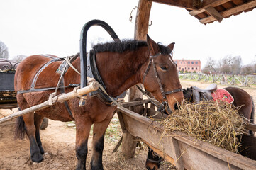 Two horses eating hay from a wooden trough in a rustic countryside setting. One horse is harnessed...