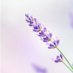 Closeup of lavender flower with soft pastel background, evoking calmness