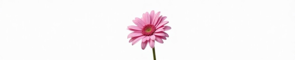 A single, vibrant pink gerber daisy, petals fully open, isolated on pure white background , nature, studio shot