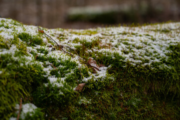 green young moss covered with meltm snow, natural background
