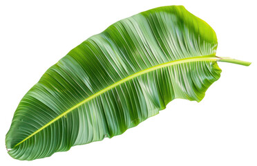 PNG Banana leaf plant element botanical.