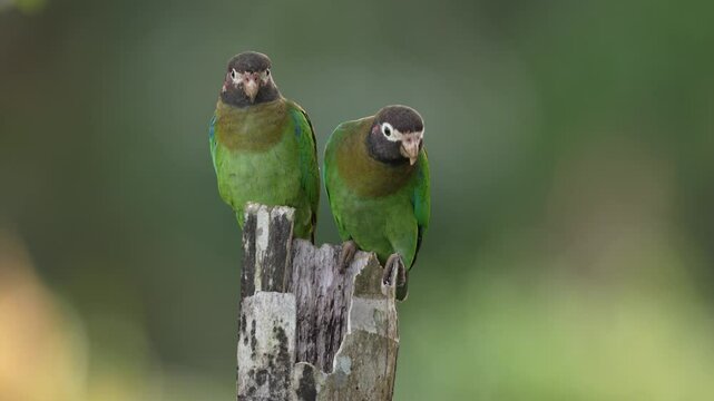 Tropic bird Brown-hooded Parrot, Pionopsitta haematotis, Mexico, green pair parrot with brown head. Detail close-up portrait of two bird from Central America. Wildlife love scene from tropical nature