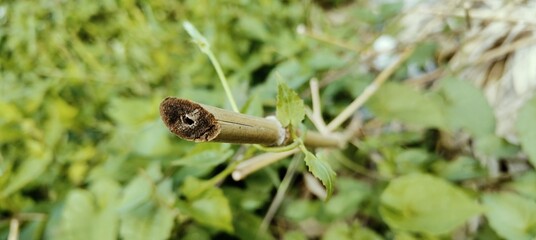 snail on the grass Textural Details of a Split Bamboo Shoot