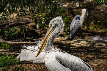 pelican on the beach