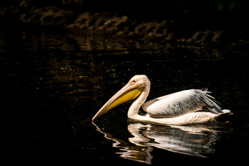pelican on the beach