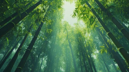 Fototapeta premium Towering bamboo stalks in a tranquil forest, their vibrant green hues glowing softly under the filtered light of a sunny sky