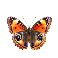 butterfly on white background