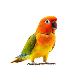 sun conure with bright orange and yellow feathers