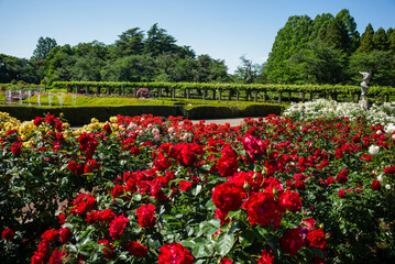 Beautiful roses at Jindai Botanical Gardens