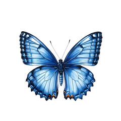 Fototapeta premium azure blue butterfly