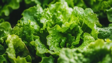 lettuce growing in rows, bathed in natural light, with each leaf capturing the details of healthy, farm-fresh produce.
