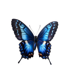Fototapeta premium blue nawab butterfly