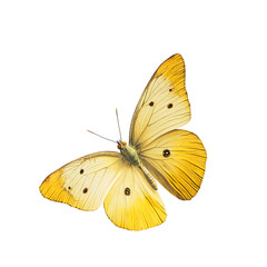 golden sulfur butterfly 