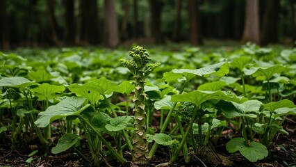 Wasabi plant growing in forest field