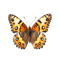 Naklejka premium butterfly on white background
