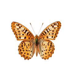 Fototapeta premium silver-washed fritillary butterfly