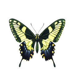 Naklejka premium tailed jay butterfly
