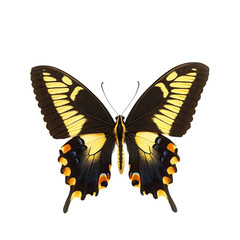 Fototapeta premium yellow-banded swallowtail butterfly