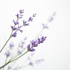 Fototapeta premium Delicate purple twigs with small lavender flowers against a pure white background, nature, botanical, garden