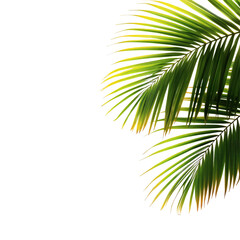 Tropical Palm Leaves Frame on transparent background 