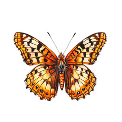 vibrant and detailed marsh fritillary butterfly