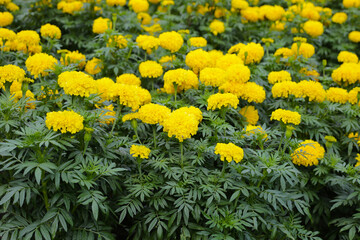Beautiful marigold flower in the garden