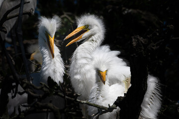 Great Egret chicks in the nest